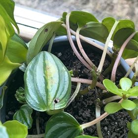 Photo of the plant species Peperomia Dwarf Watermelon by @isthisreal named puma on Greg, the plant care app