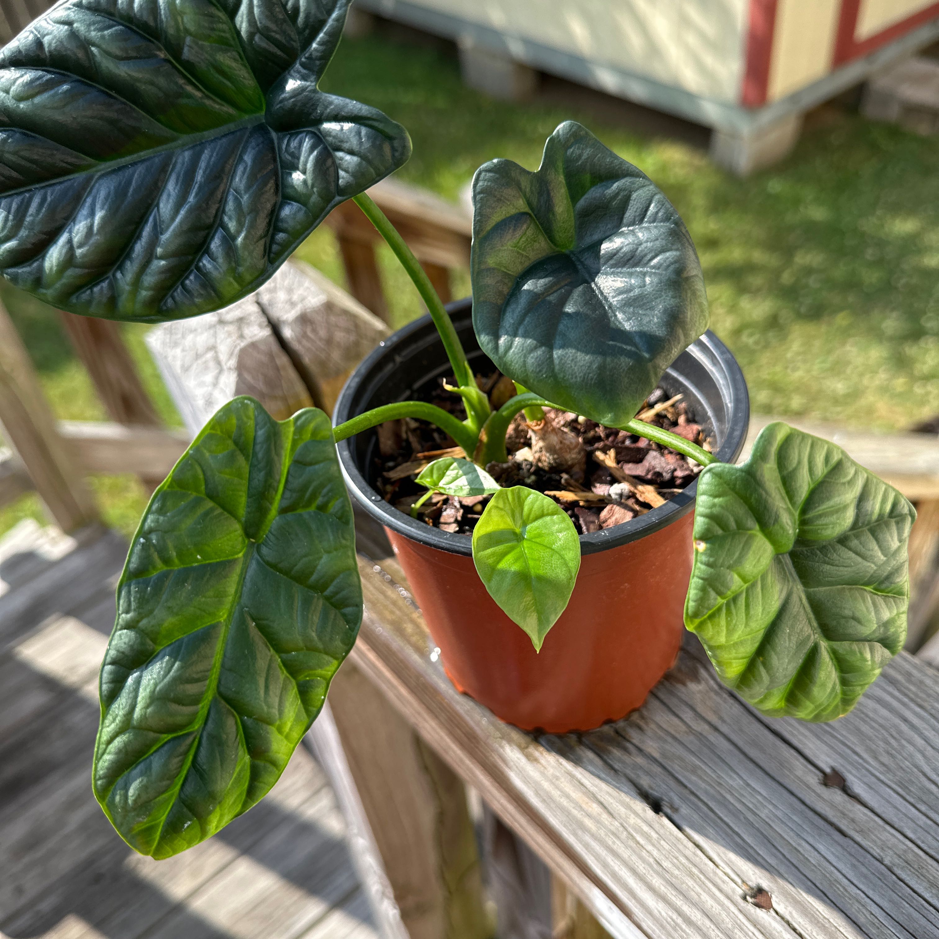 Jewel Alocasia plant in a pot with dark green, glossy leaves and prominent veins.