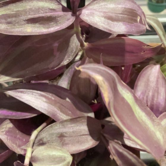Photo of the plant species Zebrina 'Red Gem' by @SouthernHP named Kendall on Greg, the plant care app