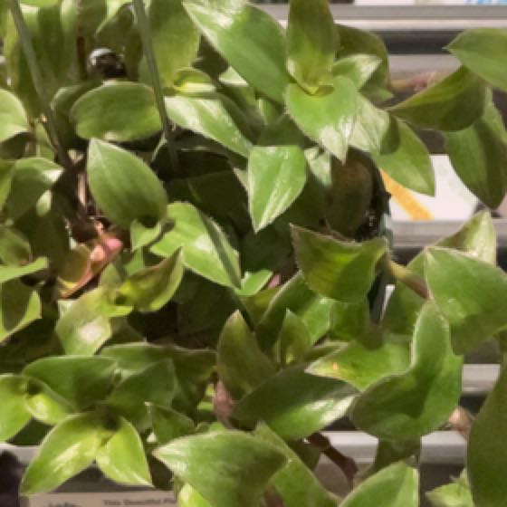 Photo of the plant species Spiderwort 'Hijau Baru' by @SouthernHP named Anne on Greg, the plant care app