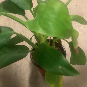 Photo of the plant species Philodendron 'Eva' by @SouthernHP named Rainier on Greg, the plant care app