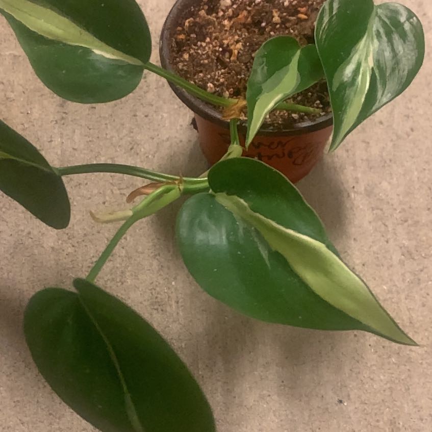 Silver Stripe Philodendron in a small pot with visible soil and healthy green leaves.