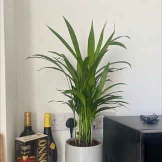 Kentia Palm plant in Lydney, England