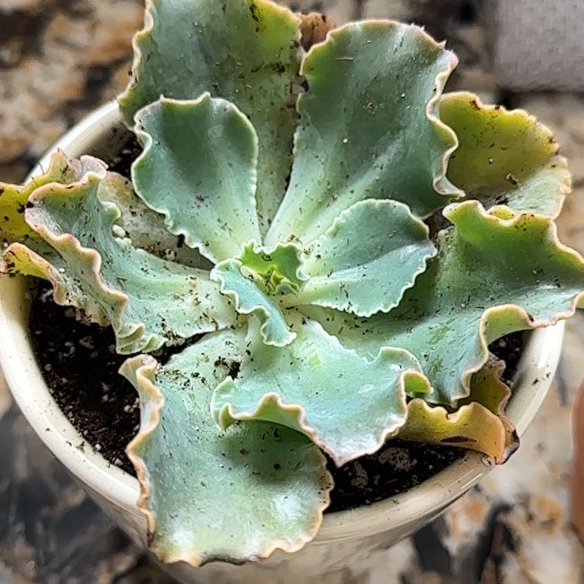 Photo of the plant species Echeveria 'Crinoline Ruffles' by @ProRhodotus named Queen on Greg, the plant care app
