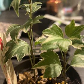 Photo of the plant species Silver Bells Ivy by @YummyVelvetweed named Christmas on Greg, the plant care app