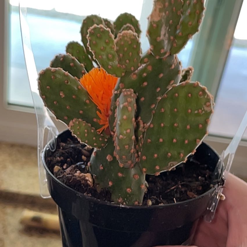 Photo of the plant species Cactus by @UnspoiledTomato named Planty on Greg, the plant care app