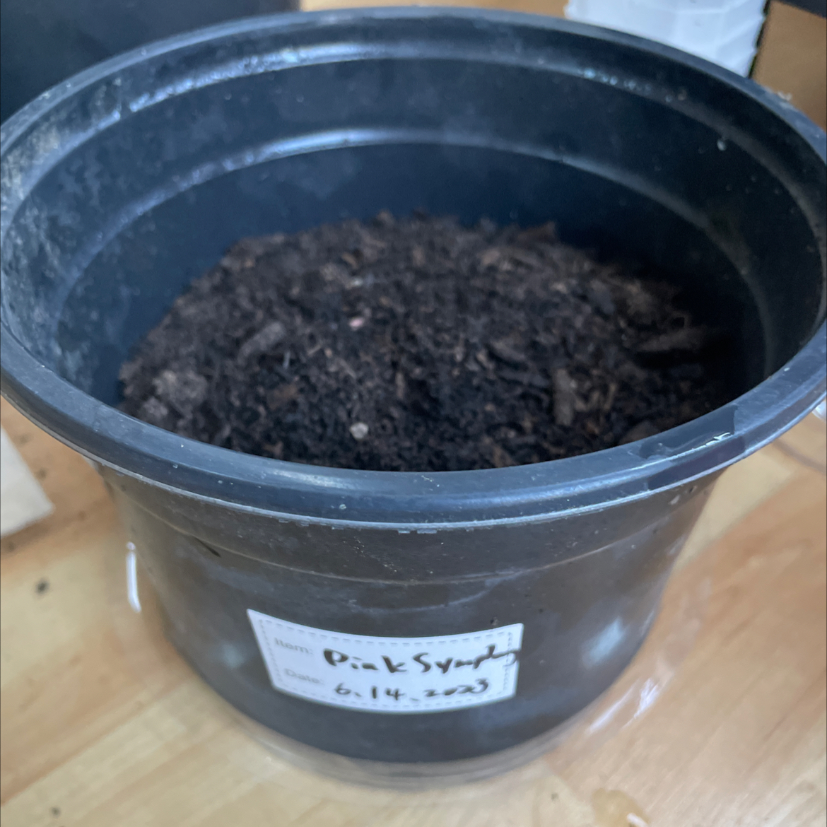 Photo of the plant species Caladium Pink Symphony by @GnarlyMum named Zeus on Greg, the plant care app