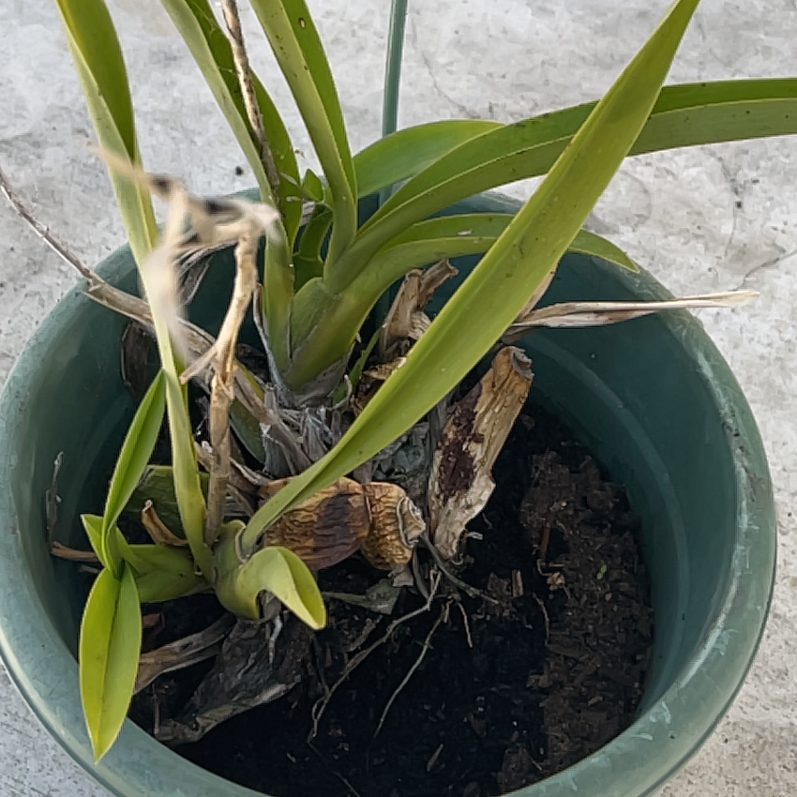 Potted Cockleshell Orchid with some browning leaves and visible soil.