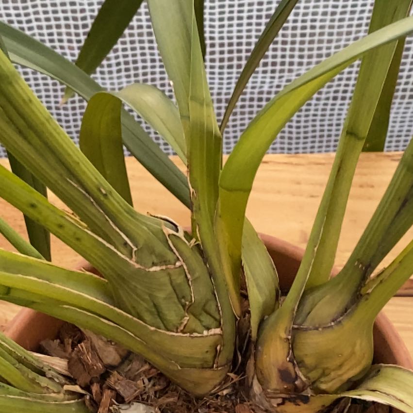 Photo of the plant species Cymbidium orchid by @CuteSiamtulip named Elle on Greg, the plant care app