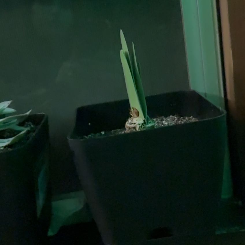 Photo of the plant species Galaxy Group Amaryllis by @Waterbabaay named Amyr on Greg, the plant care app