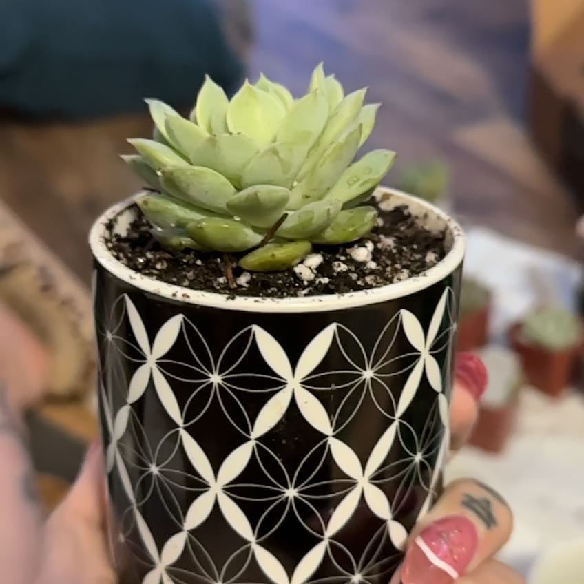 Succulent plant in a decorative pot, held by a hand with painted nails.