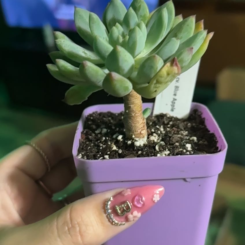 Photo of the plant species Echeveria Blue Star by @Waterbabaay named Treeyoncé on Greg, the plant care app