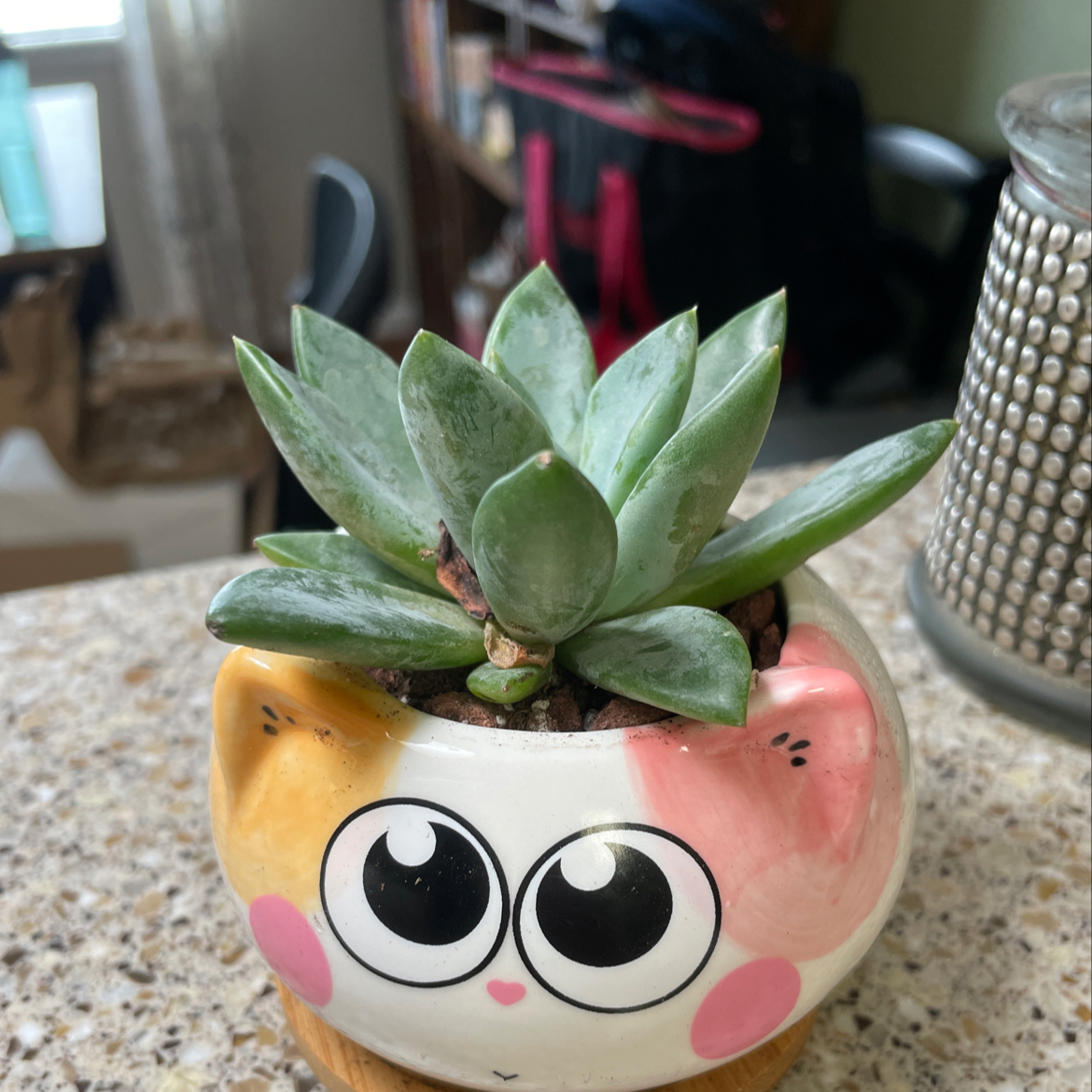 Bright Green Dudleya succulent in a decorative pot on a countertop.