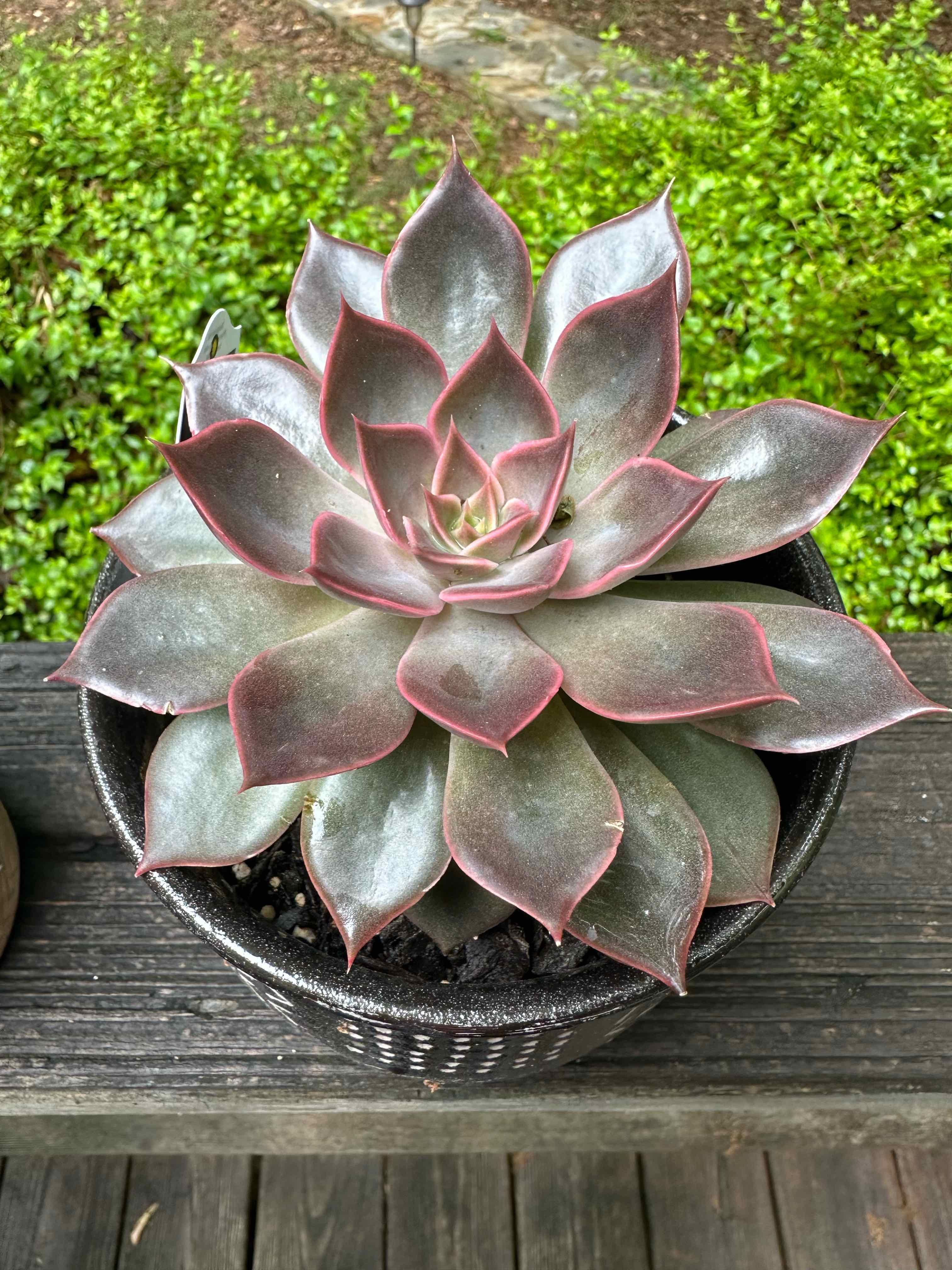 Photo of the plant species Echeveria 'Mensa' by @RefinedSandwort named Aria on Greg, the plant care app