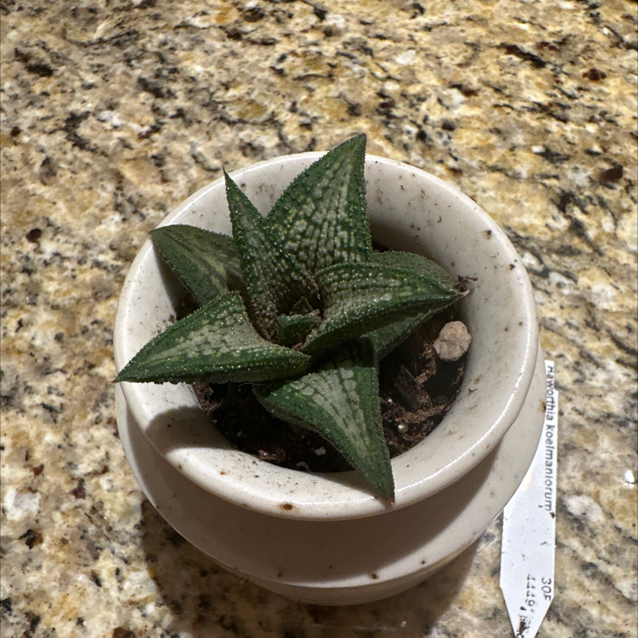 Photo of the plant species Haworthia koelmaniorum by @RefinedSandwort named Maya on Greg, the plant care app