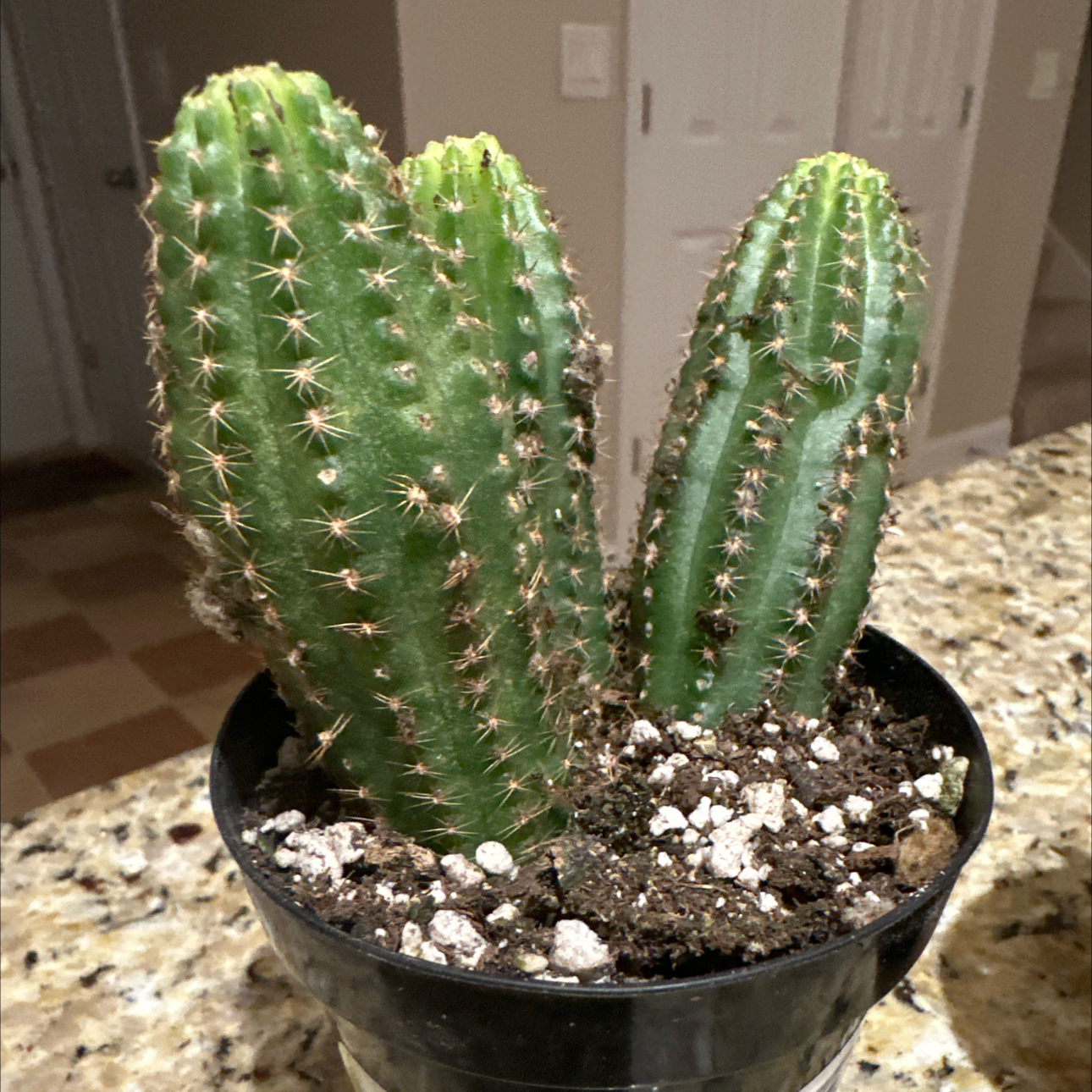 Photo of the plant species Echinopsis 'Rose Quartz' by @RefinedSandwort named Rosa on Greg, the plant care app
