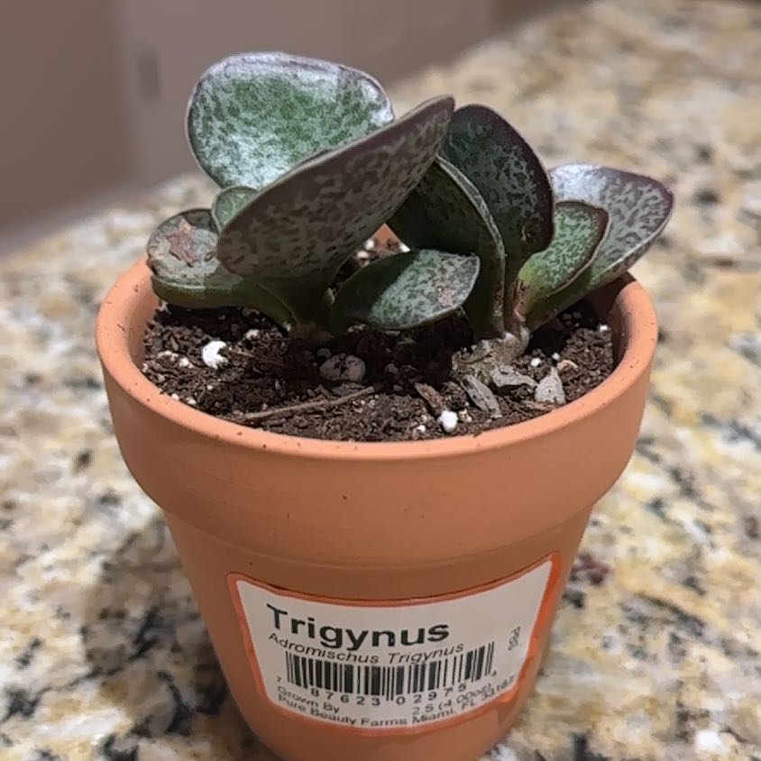 Photo of the plant species Adromischus trigynus by @RefinedSandwort named Speckles on Greg, the plant care app