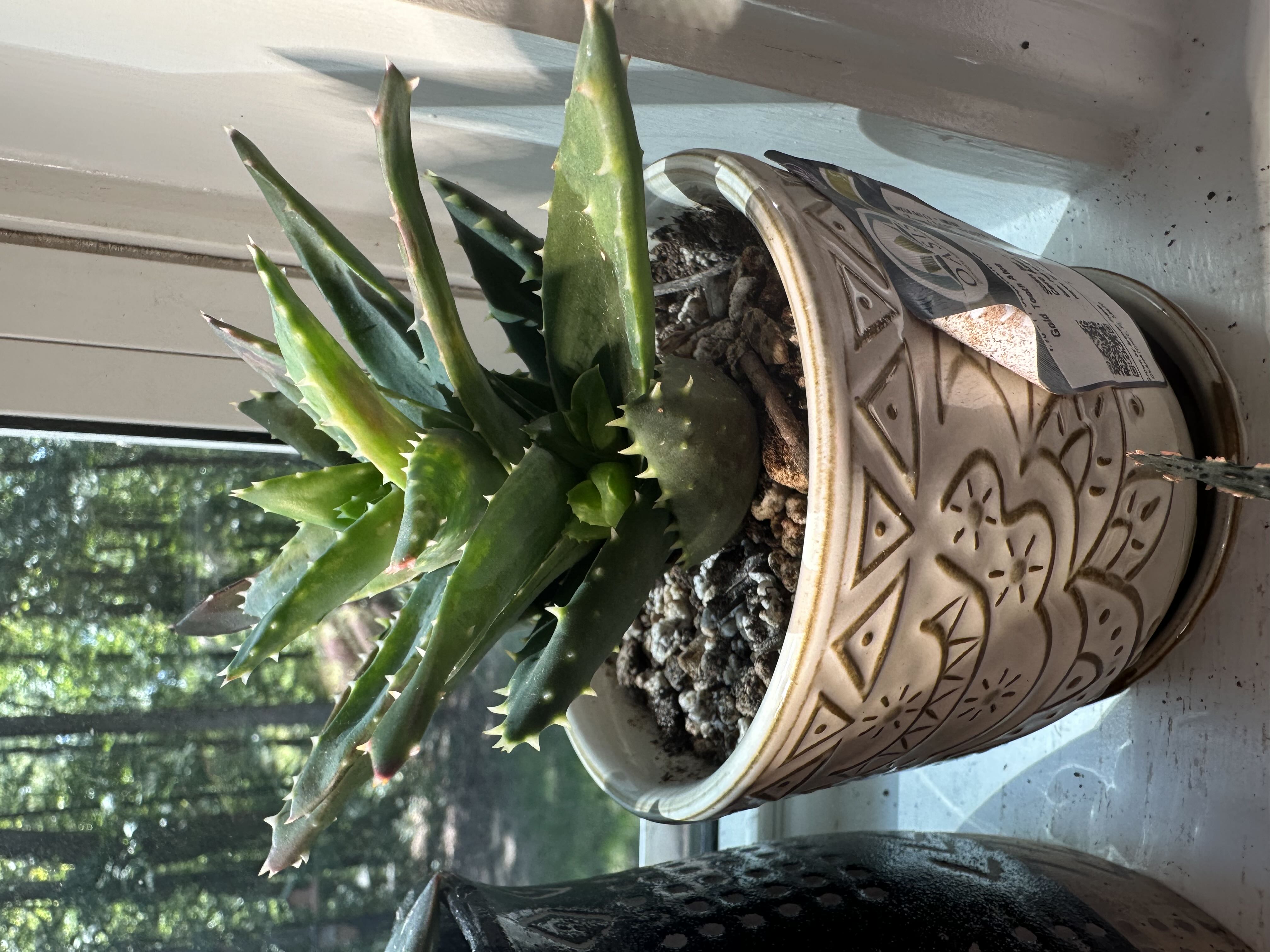 Photo from the post