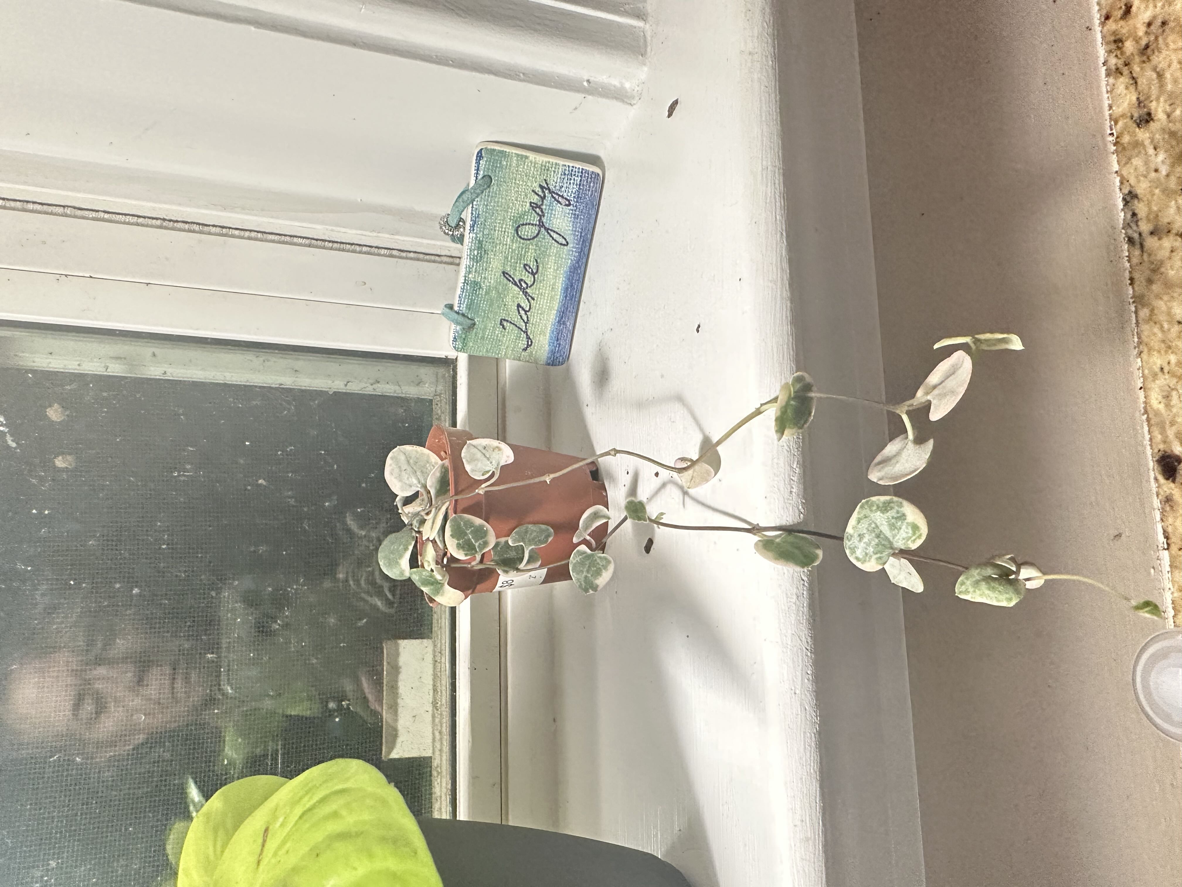 Photo from the post