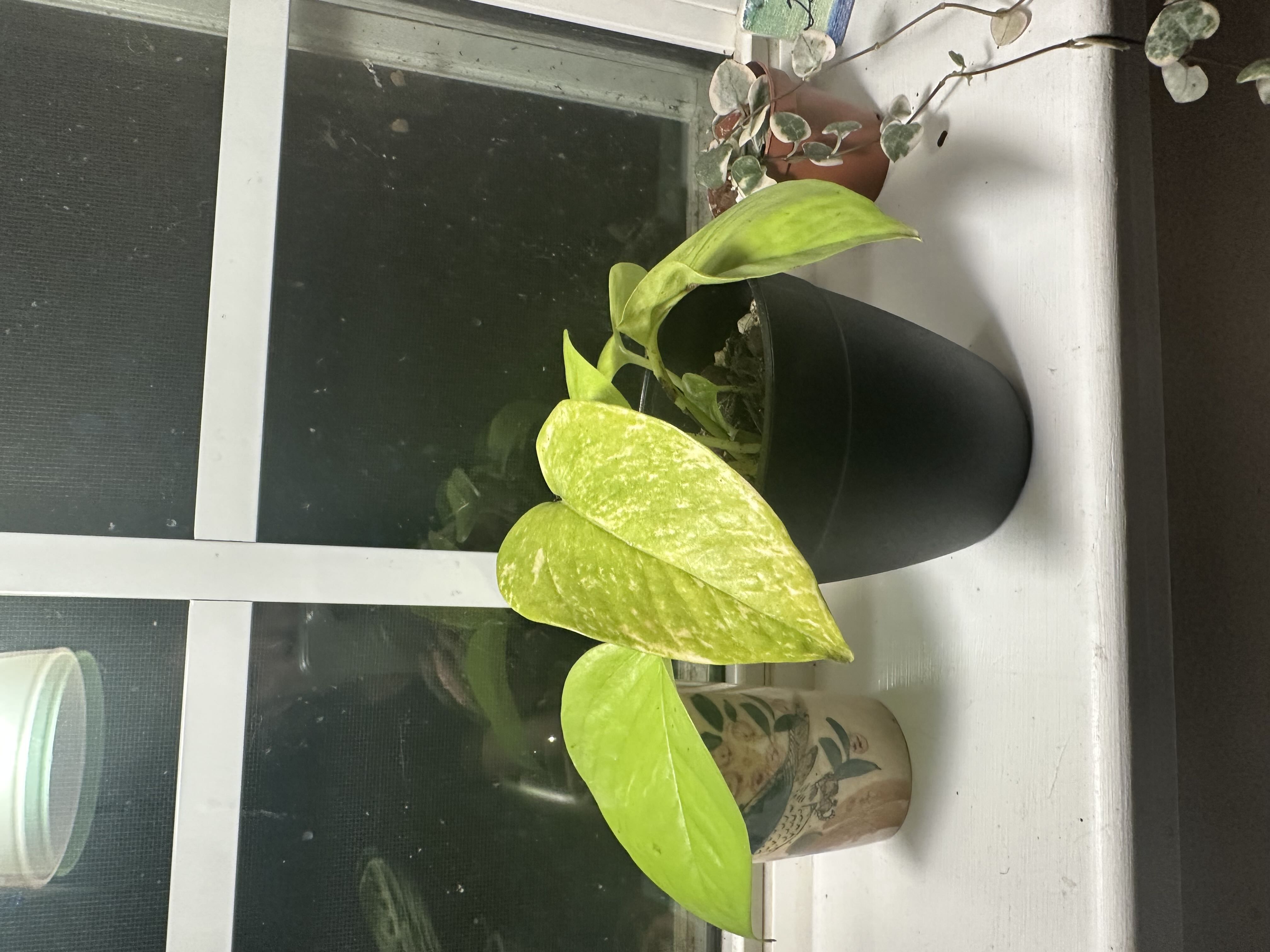 Photo from the post