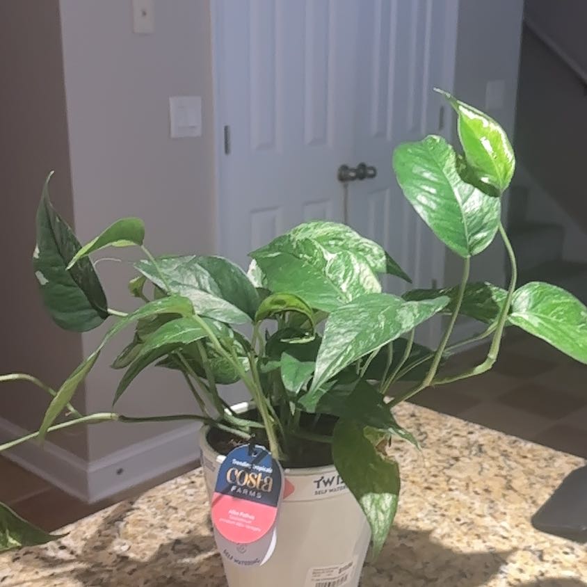 Photo of the plant species Pothos Albo by @RefinedSandwort named Albert on Greg, the plant care app