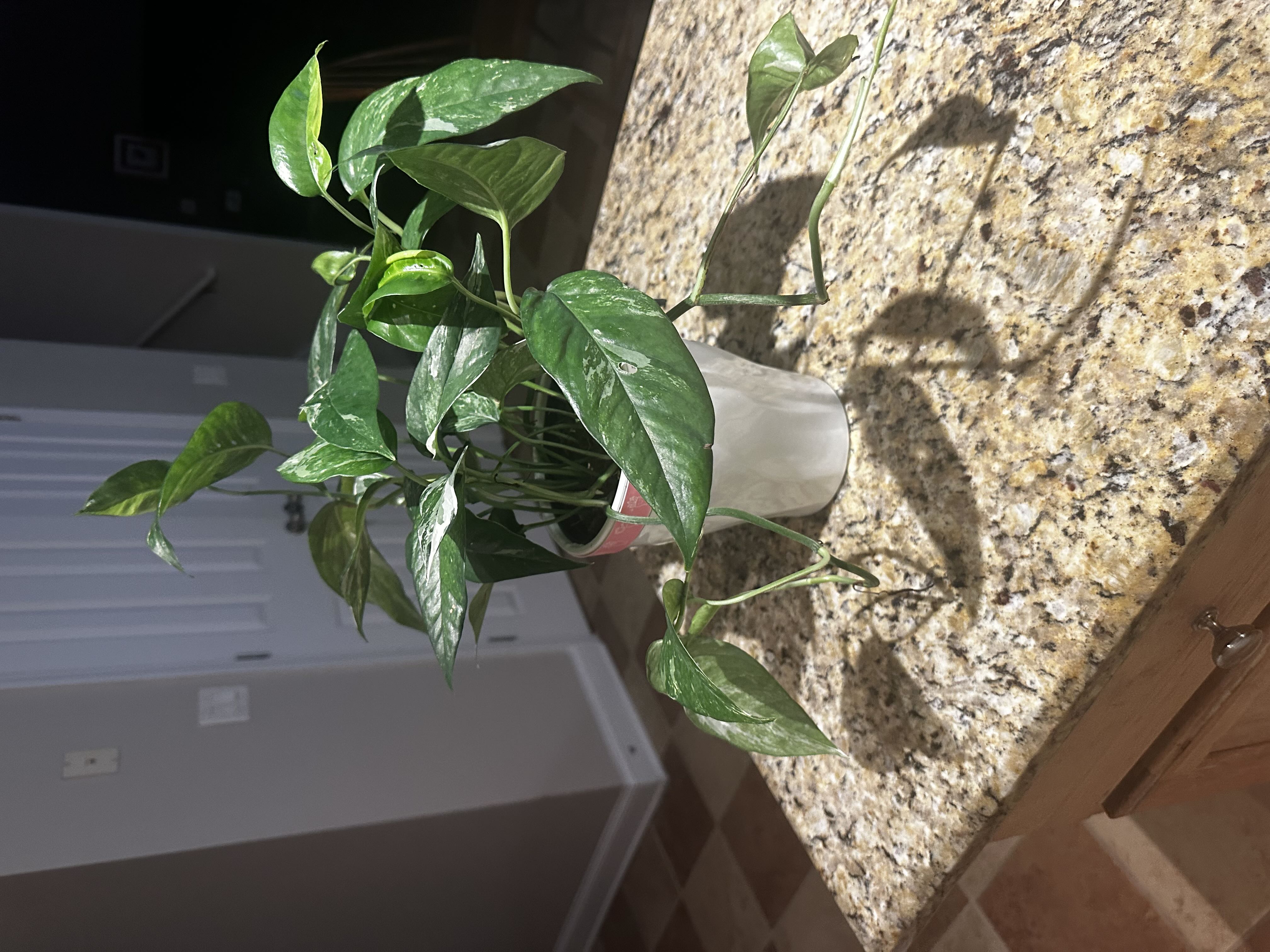 Photo from the post