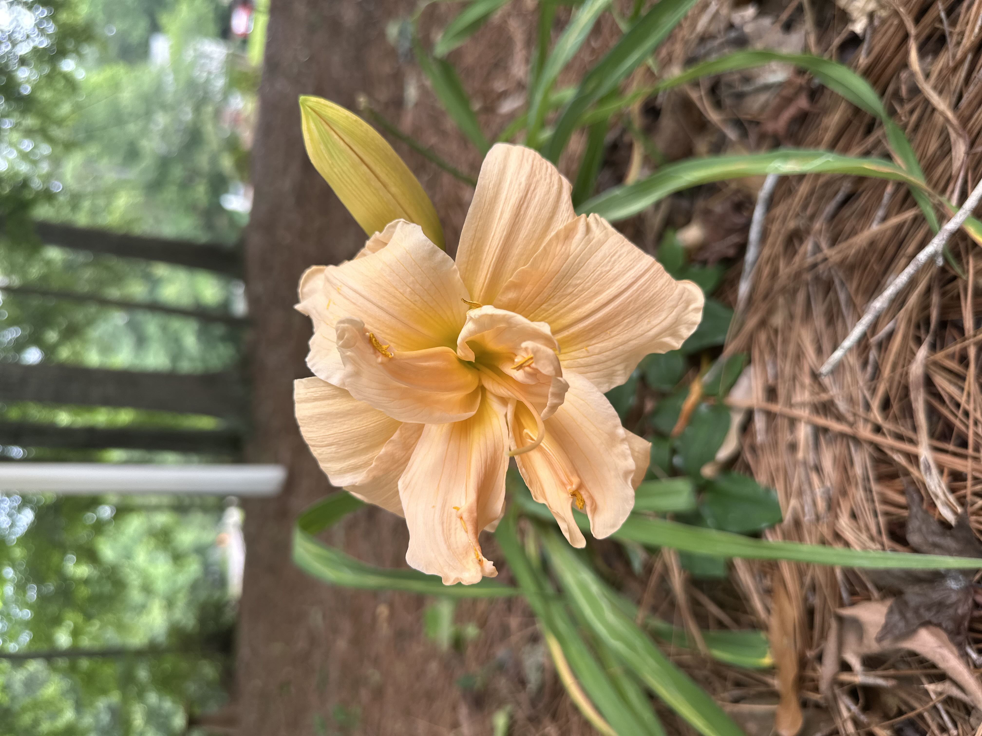 Photo from the post