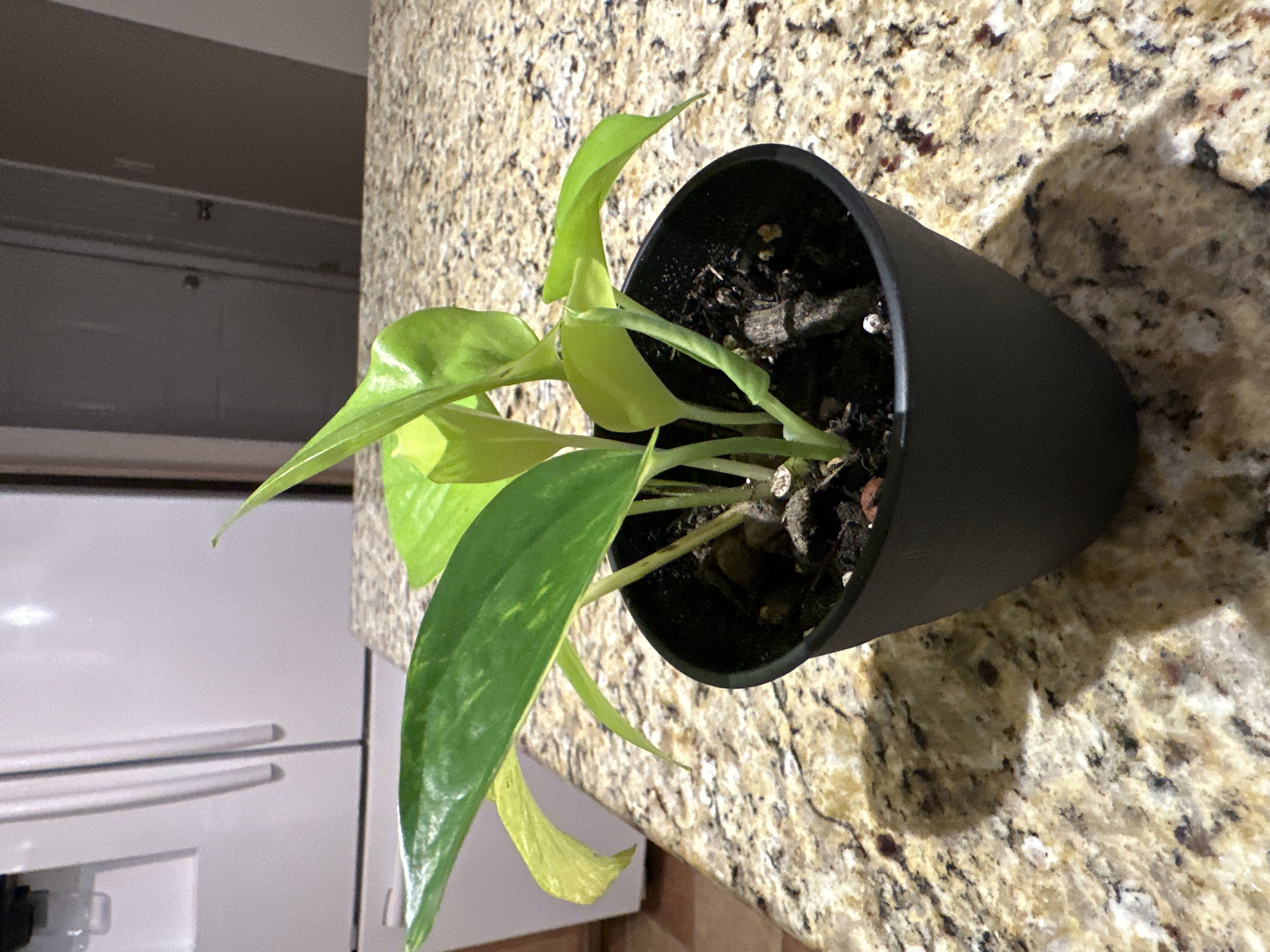Photo from the post