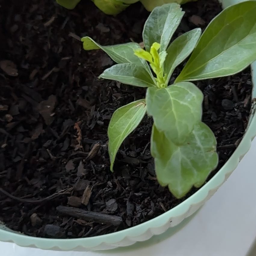 A healthy Japanese Spurge plant in a pot with dark soil.