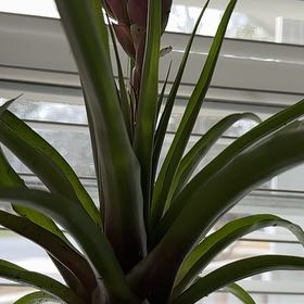 Photo of the plant species Bromeliad Antonio Pink by @FestalBalsamfir named Khaleesi on Greg, the plant care app
