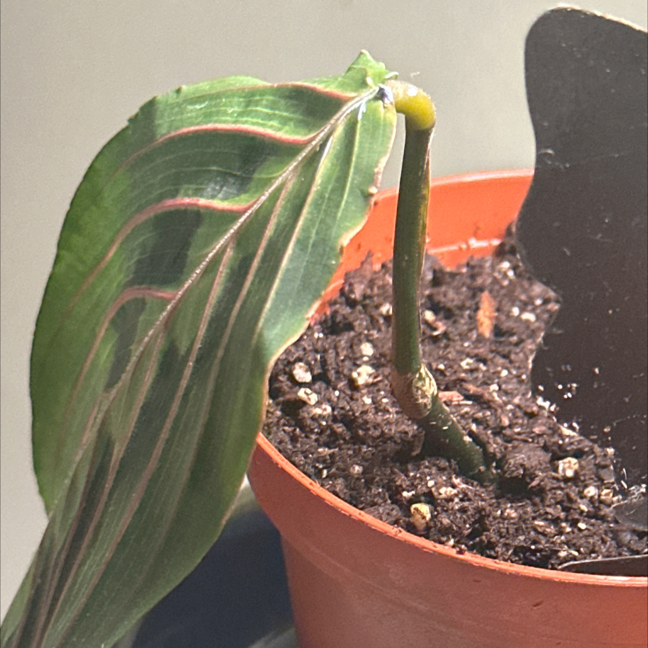 Photo of the plant species Red Prayer Plant by @Learningtogrow named Emerson on Greg, the plant care app