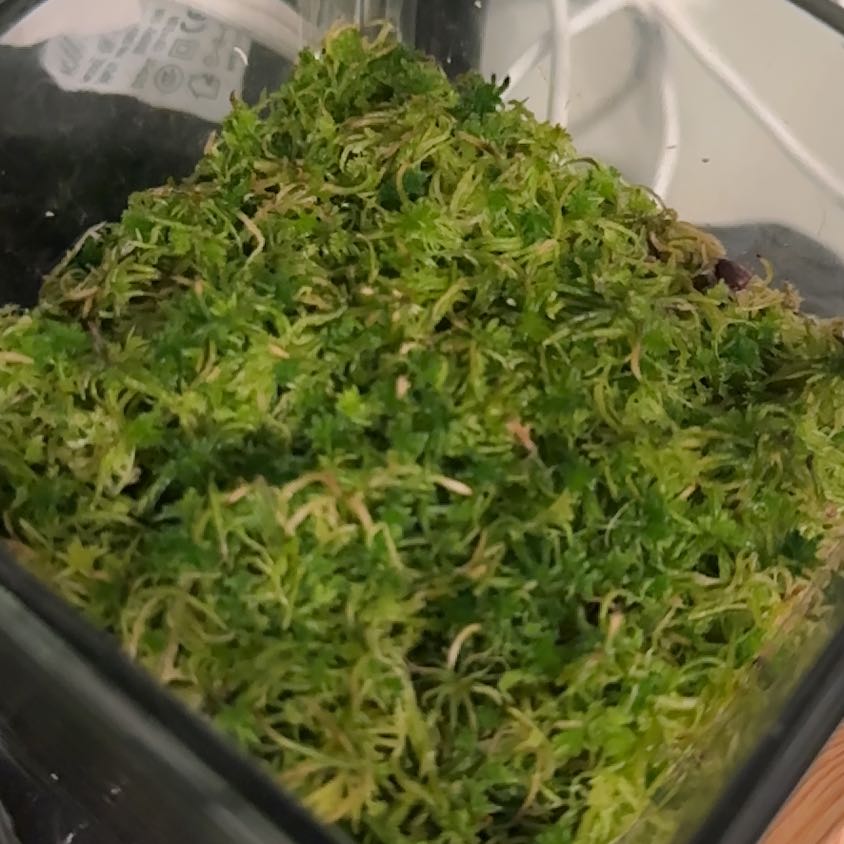 Photo of the plant species Sphagnum Moss by @Learningtogrow named Pax on Greg, the plant care app