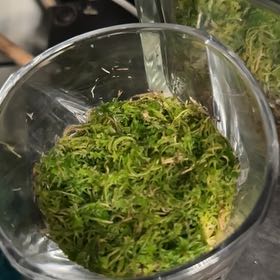 Photo of the plant species Sphagnum Moss by @Learningtogrow named Rosa on Greg, the plant care app