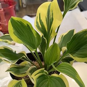 Photo of the plant species Hosta by @SeirrasPlants named Veronica on Greg, the plant care app