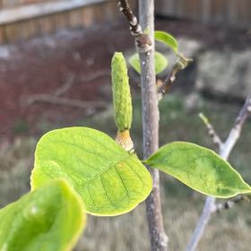 Photo of the plant species Star magnolia by @SweetCoralbell named Keanu Leaves on Greg, the plant care app