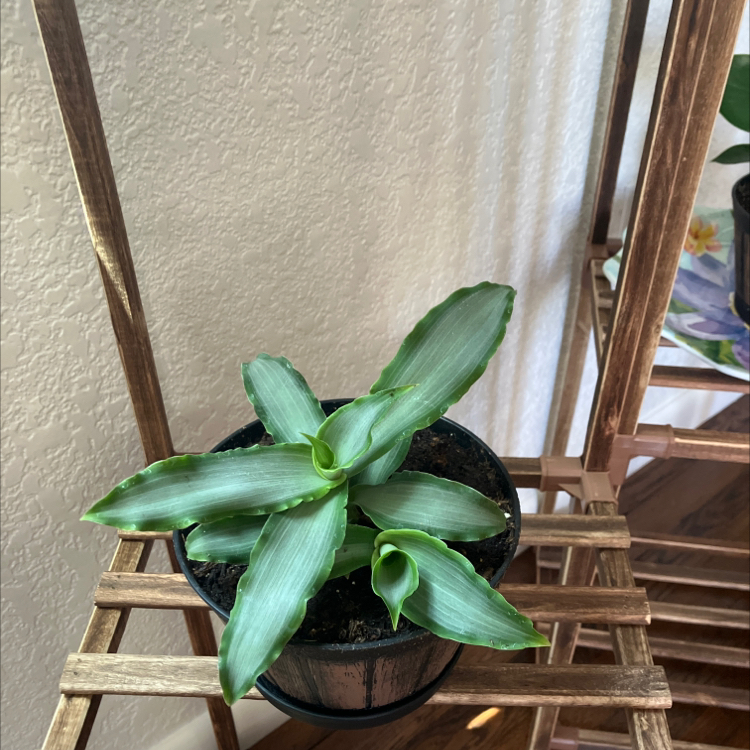 Potted Little White Soldiers plant with green leaves on a wooden shelf.