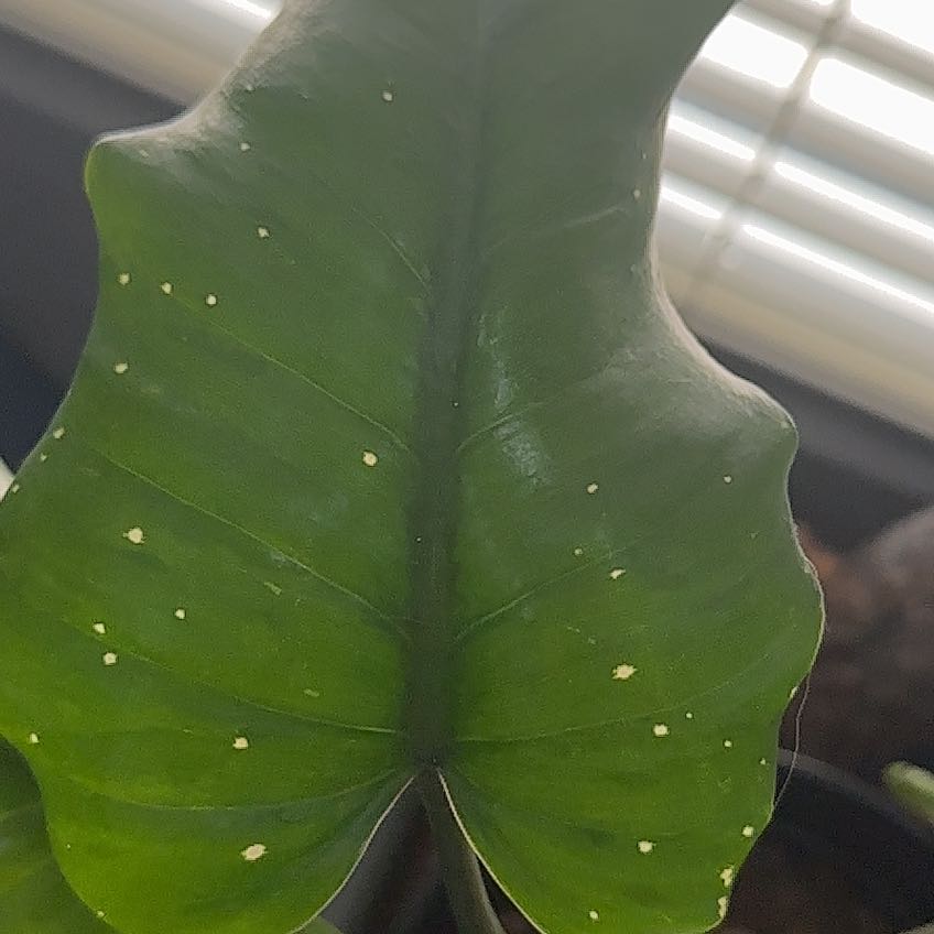 Close-up of a Green Arrow-Arum leaf with small white spots.
