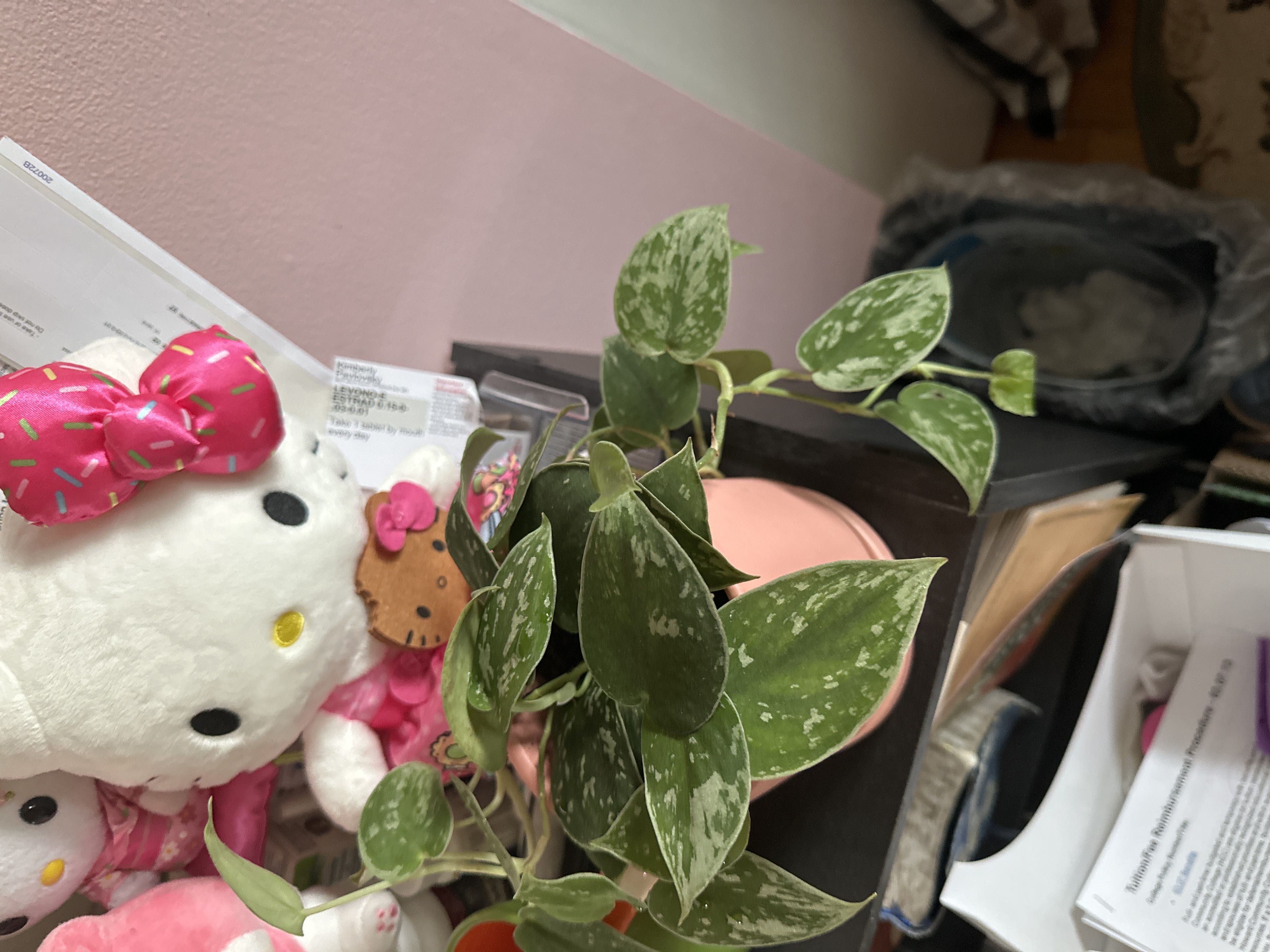 Photo from the post