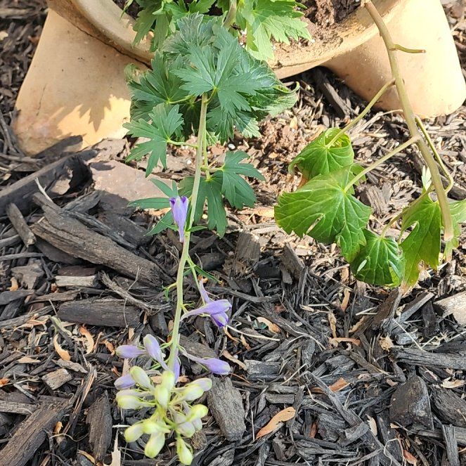 Photo of the plant species Dwarf Larkspur by @LadyLousewort named Curie on Greg, the plant care app