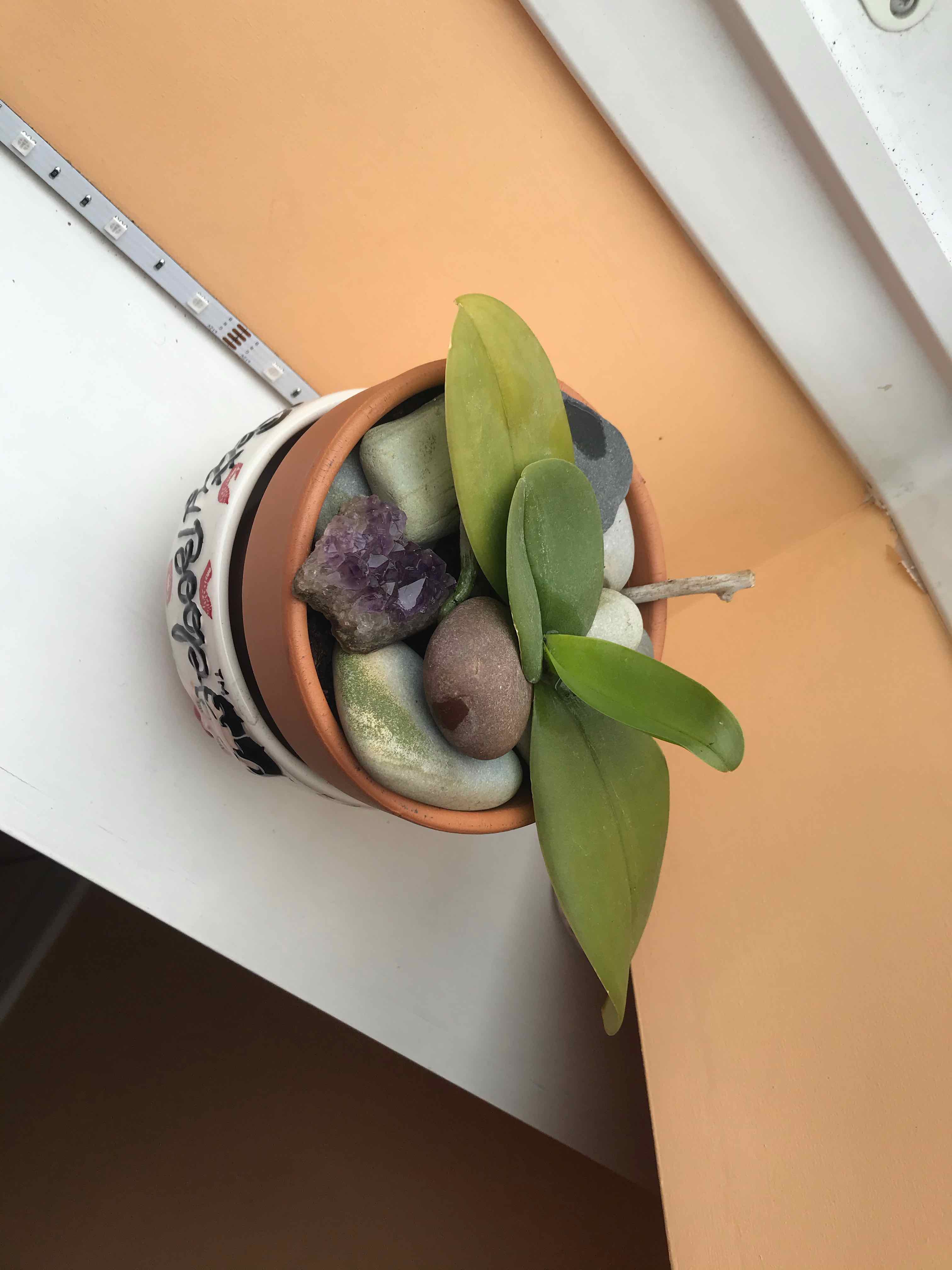 Potted Moon Orchid with broad green leaves in a decorative pot with stones.