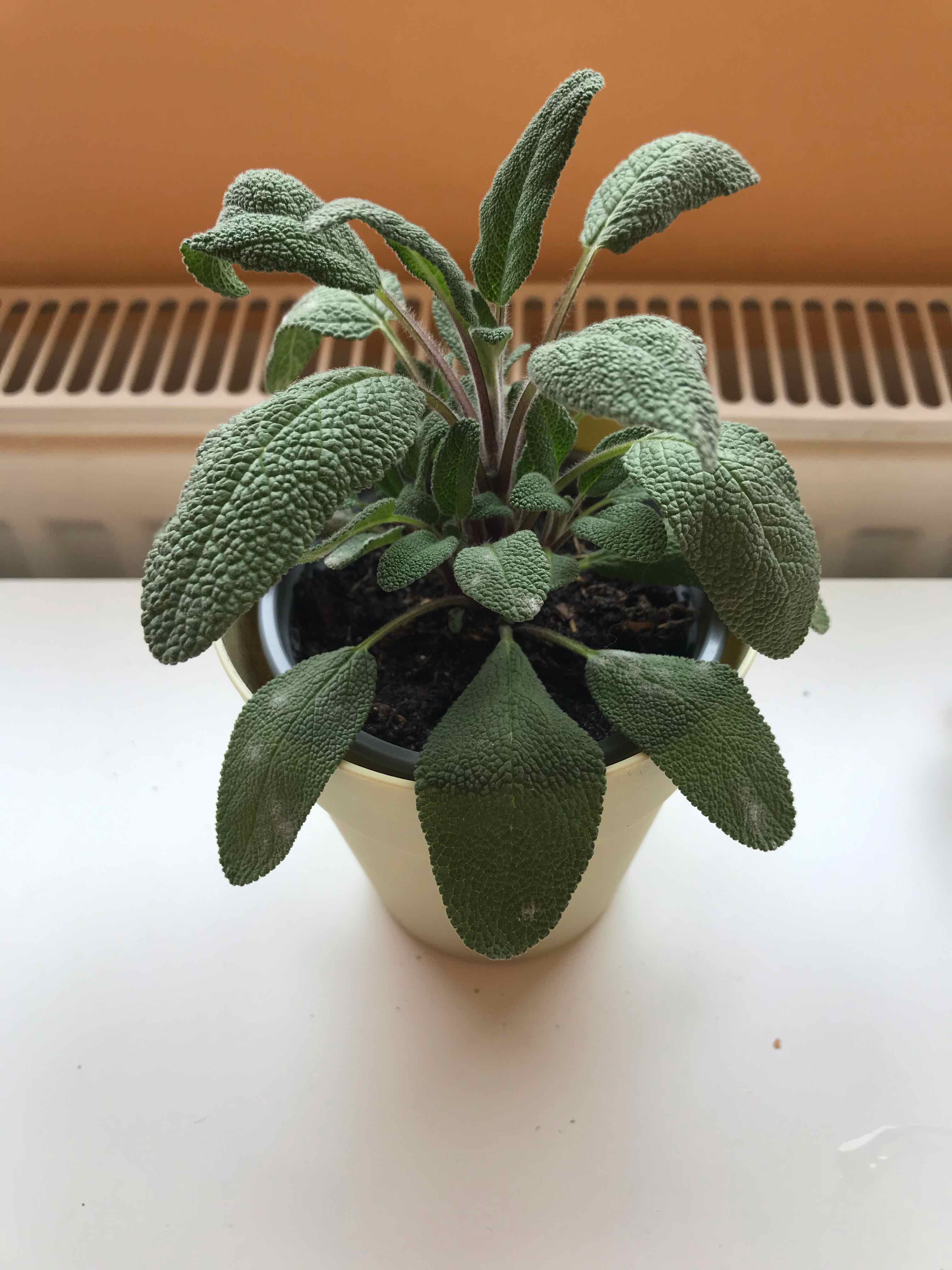 Potted Common Sage plant with healthy green leaves, placed indoors near a radiator.