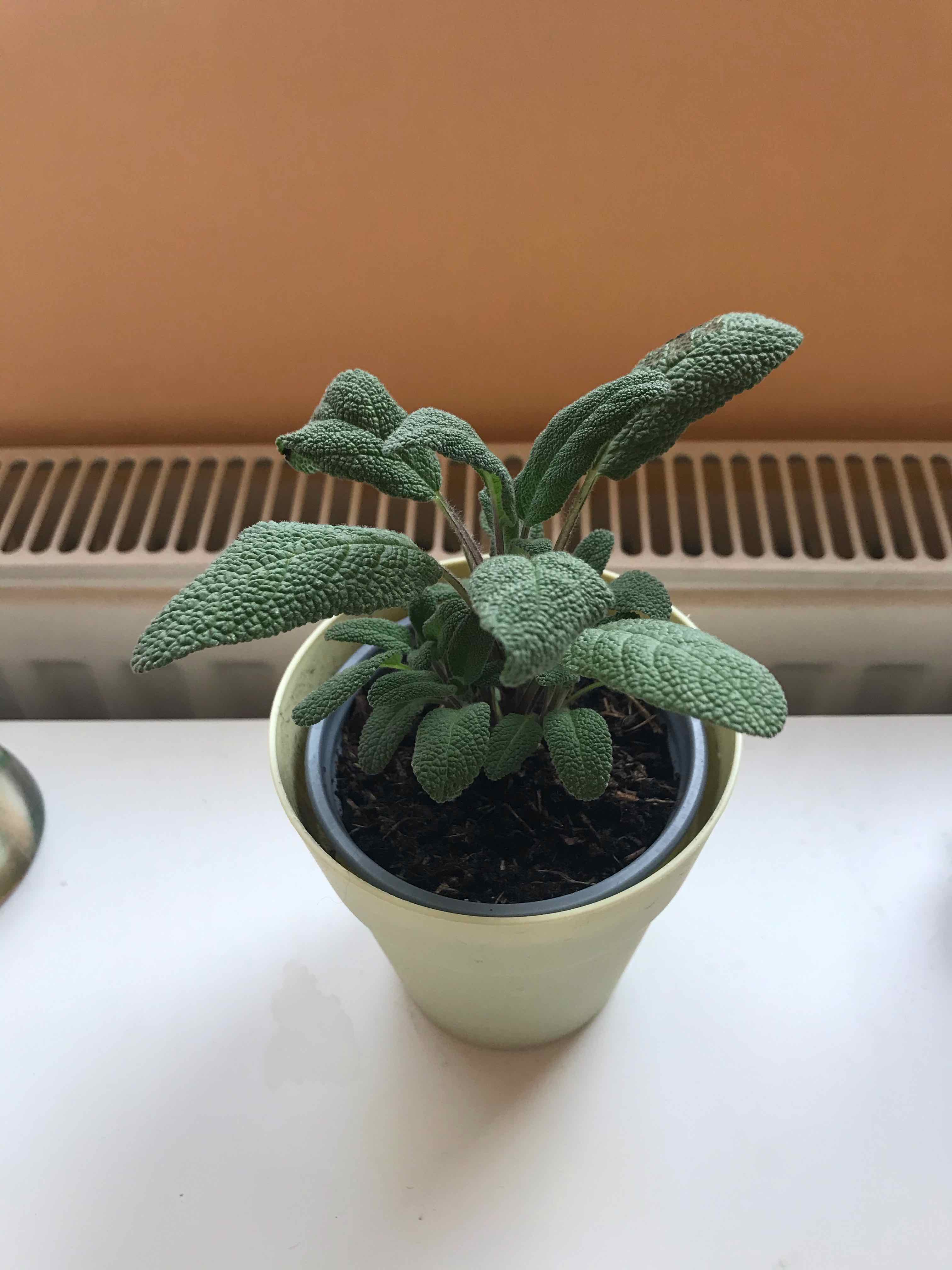 Potted Common Sage plant with healthy green leaves, placed indoors near a radiator.