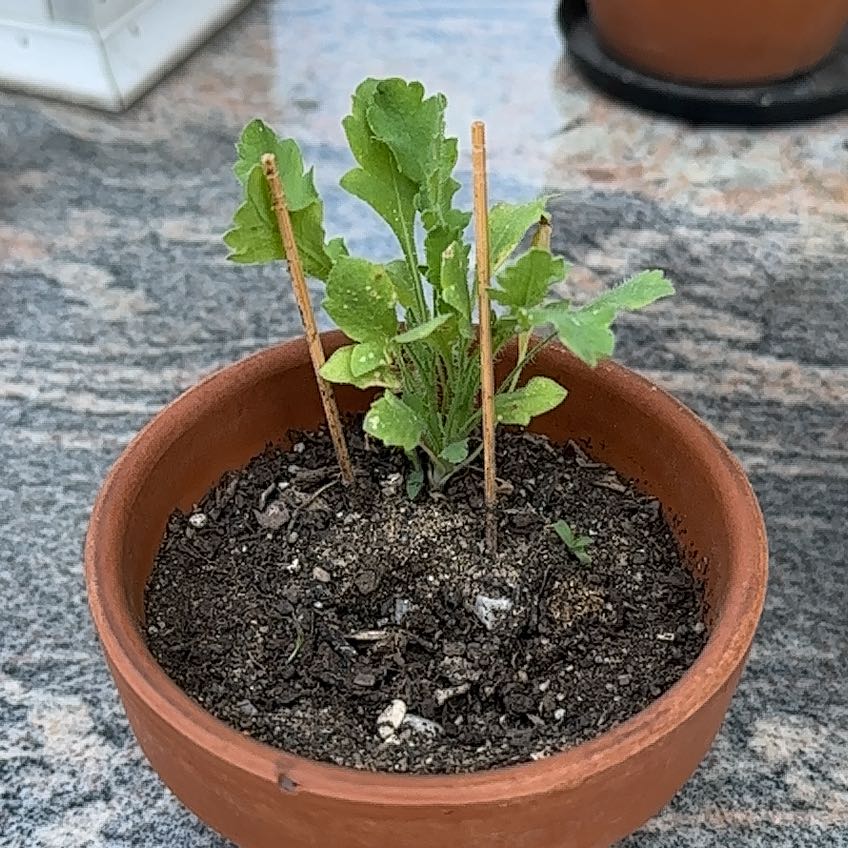 Why Is My Common Poppy Not Doing Well?