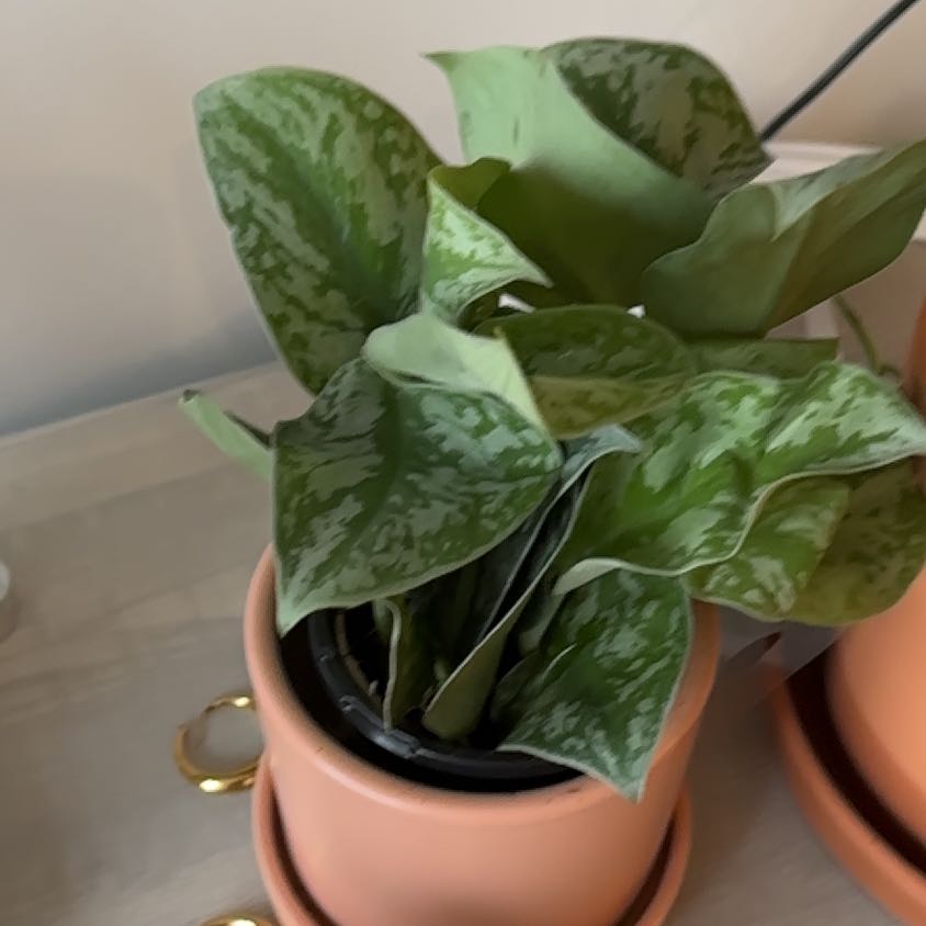 Photo of the plant species Philodendron Silver Dust by @fransizzles named Bella on Greg, the plant care app