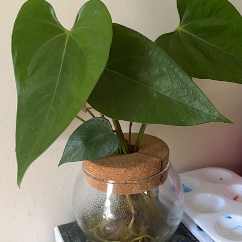 Photo of the plant species Anthurium Magnificum x Ace of Spades Dark by @DifferentPecan named remington on Greg, the plant care app
