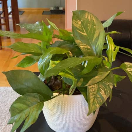 Photo of the plant species baltic blue pothos by @GoldLambsear named Wenders on Greg, the plant care app