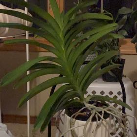 Photo of the plant species Pachara Delight Blue Orchid by @GoldLambsear named Plum on Greg, the plant care app