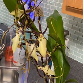 Photo of the plant species Spider Orchid by @GoldLambsear named Lydia on Greg, the plant care app