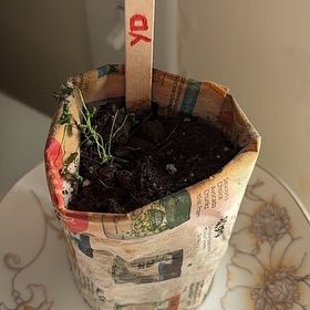 Photo of the plant species Johnny-Jump-Up by @PremierFreesia named Fernie Saunders on Greg, the plant care app