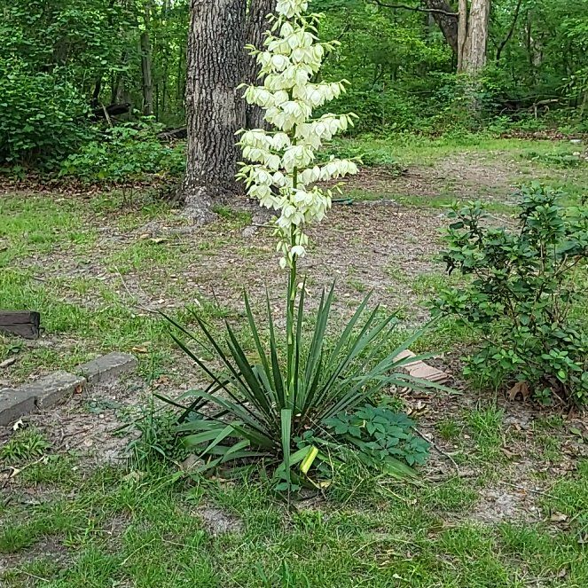 Photo of the plant species Adam's Needle by @YardCoralpea named da Vinci on Greg, the plant care app